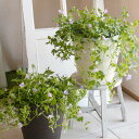＼猛暑でも育つ／ 花うるる 寄せ植え 縦長プランター【這性トレニア ピンクリバー×ブルーリバー】(カタリーナ スーパートレニア 栄養系 寄せ植え 夏ギフト お中元 サマーギフト フラワー ギフト ガーデニング セット 贈り物 鉢 誕生日 バスケット 限定 鉢植え