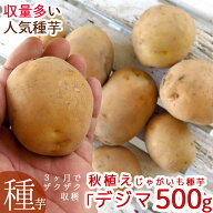今期品薄＼マツコの知らない世界で特集／ じゃがいも 種イモ「デジマ 500g」(長崎県産) [検査合格済] 種 …