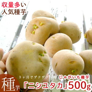 ŏIs_}cR̒mȂEœW^HAyႪ  Cz 茧YzNzNujV^J 500gv [i]  ΂ꂢ WKC C ƒ؉ c  