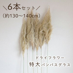  ppXOX 130`140cmy6{ZbgzhCt[ (ppX pp   ӂӂ ֐  t[ 傫  ^ 蕨 Mtg CeA i`CeA 