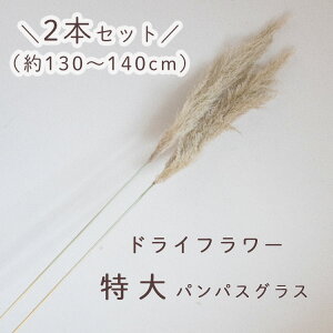  ppXOX 130`140cmy2{ZbgzhCt[ (ppX pp   ӂӂ ֐  t[ 傫  ^ 蕨 Mtg CeA i`CeA 