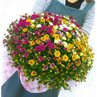 ★要エントリー＆まとめ買い最大20倍★【予約 9月末から発送】満開時は、、なんと1 0 0 0 輪咲き！「秋咲…