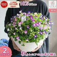 ＼今から冬前まで満開／トレニア 花うるる 寄せ植え[カラフルMIX(プランターver] 完成品 トレニヤ 苗 玄…