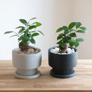 \育てやすい/ガジュマル 鉢植え(受け皿付き)【アロシンボトム】 ( ミュールミル 手軽 初心者 インテリアグリーン 風水 縁起木 金運 鉢植え 寄せ植え 観葉植物 室内 プレゼント グリーン 玄