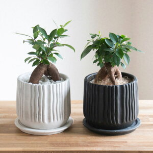 \育てやすい/ガジュマル 鉢植え(受け皿付き)【アロシリンダー】 ( ミュールミル 手軽 初心者 インテリアグリーン 風水 縁起木 金運 鉢植え 寄せ植え 観葉植物 室内 プレゼント グリーン 玄