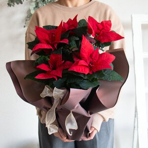 _bsOLy[^|CZ`A AuWFX^[ bh 5v NX}X Xmas  c Mtg NX}X  I[ig Ε |CZ` Ε   