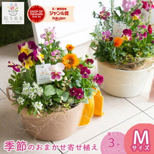 花うるる 寄せ植え【おまかせアレンジ in コージーバスケットM】(玄関 セット ギフト 花 フラワーギフト プレゼント 完成品 鉢植え 誕生日 鉢 苗 女性 母 義母 祖母 新築祝い アレンジメント