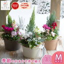 花うるる 寄せ植え【おまかせアレンジ in コージーバスケットM】(玄関 セット ギフト 花 フラワーギフト プレゼント 完成品 鉢植え 誕生日 鉢 苗 女性 母 義母 祖母 新築祝い アレンジメント おしゃれ 開店祝い 秋 ハロウィン 冬 ブラックフライデー 2025