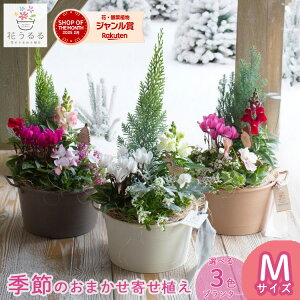 Ԃ 񂹐Ay܂AW in R[W[oXPbgMz( Zbg Mtg  t[Mtg v[g i A a  c   ` c Vzj AWg 