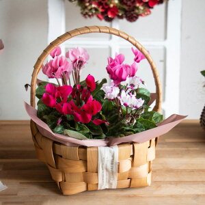 z _AւR^yK[fVN̊񂹂(XNGA)z4|bg(񂹔 񂹃JS NX}X Xmas ~Mtg  t[ Mtg v[g K[fjO Zbg Ε 