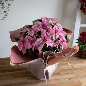 _bsOLy[^vZ`A AuXm[sN 5v NX}X Xmas  c Mtg NX}X  I[ig Ε |CZ` Ε   v