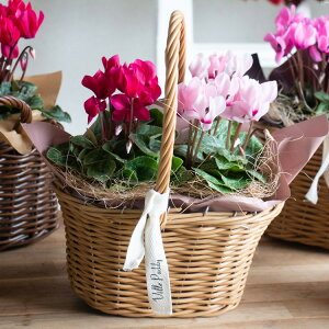 z _AւR^yK[fVN̊񂹂(M`)z(񂹔 񂹃JS NX}X Xmas ~Mtg  t[ Mtg v[g K[fjO Zbg Ε Ε 蕨 