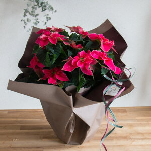 _bsOLy[^ vZ`A Au[U 5v |CZ`A NX}X Xmas  c Mtg NX}X  I[ig Ε |CZ` Ε  