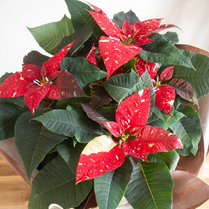 _bsOLy[^|CZ`A AuWOx 5v NX}X Xmas  c Mtg NX}X  I[ig Ε |CZ` Ε   v