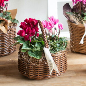 z _AւR^yK[fVN̊񂹂(R)z(񂹔 񂹃JS NX}X Xmas ~Mtg  t[ Mtg v[g K[fjO Zbg Ε Ε 