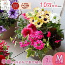 ＼花うるる おまかせ／【季節の寄せ植えinコージーバスケット】完成品 春 夏 誕生日 ギフト プレゼント 女性 50代 60代 母 義母 祖母 花 苗 寄せ植え セット 花セット 鉢 鉢植え おしゃれ 玄関先 玄関 ガーデニング お祝い 贈り物 開店祝い 引っ越し祝い 新築祝い ペチュニア