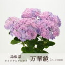 激レア色のパープル入荷！今売れてます ＼母の日 遅れてごめんね配送／花うるる 珍しいレア品種 アジサイ 5号 鉢植え「万華鏡(パープル) ／月うさぎ 」フラワーオブザイヤー受賞 島根県オリジナル 紫陽花 (ラッピング無料 鉢植え あじさい プレゼント 母の日ギフト
