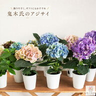 売り尽くし　2点で送料無料＼花うるるだけの限定販売／秋色アジサイの匠「鬼木氏」の極レア【一輪咲き】…