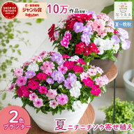 ニチニチソウ 花うるる 寄せ植え[カラフルMIX(プランターver] ビンカ 日日草 苗 玄関 フラワーギフト 誕…