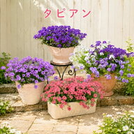 ＼花のカーペット／【タピアン】(9cmポット苗) サントリー ラベンダー パープリッシュホワイト バイオレ…