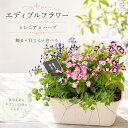 ＼食べれる寄せ植え／エディブルフラワー[トレニアとキッチンハーブの アレンジ プランター 花うるる 寄せ植え 受け皿…