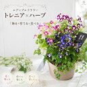 ＼食べれる寄せ植え／エディブルフラワー[トレニアとキッチンハーブ 花うるる(コージーバスケットMサイズ)] 栽培 ハー…