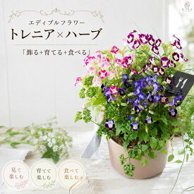 ＼食べれる寄せ植え／エディブルフラワー[トレニアとキッチンハーブ 花うるる(コージーバスケットMサイズ)] 栽培 ハーブ 食用花 玄関先 フラワーギフト 家庭菜園 栽培キット 誕生日 プレゼント 花 鉢植え 業務用 苗 ガーデニング 屋外 ギフト 料理 食用 飾り 夏