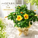 ＼存在感たっぷりの大鉢／ハイビスカス 鉢植え 【サニーウィンド】（7号鉢・高さ約60cm前後）サマーブリーズ 黄色 夏 誕生日 ギフト サマーギフト 暑中見舞い お中元 プレゼント 大輪 鉢植え 鉢花 おしゃれ 玄関先 庭 ベランダ お祝い 贈り物 開店祝い サニーウインド
