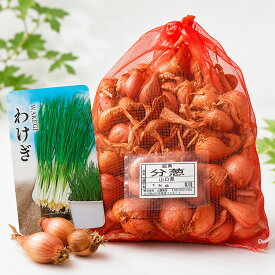 「 わけぎ (国産）種子 1kg」何度も収穫できてコスパ抜群（わけぎ 球根 1kg 山口県産 栽培用 分葱 ワケギ 種球 家庭菜園 薬味野菜 球根野菜 プランター栽培 ベランダ菜園 秋植え 園芸 ガーデニング