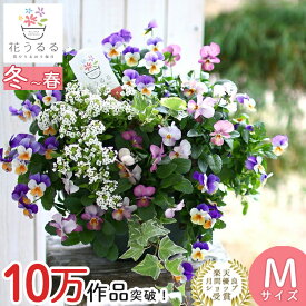 ビオラのハンギングバスケット 花うるる 寄せ植え [ブルーレイン] Mサイズ シンプル | 玄関 フラワーギフト 誕生日 プレゼント 女性 花 おしゃれ 鉢植え 鉢花 ガーデニング フラワー バスケット 屋外 ギフト 寄植え 生花 セット 苗 秋 冬 11月 12月 お花 お祝い
