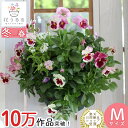 パンジー＆ビオラのハンギングバスケット 寄せ植え [いちごショート] Mサイズ シンプル|玄関 フラワーギフト 誕生日 プレゼント 女性 花 秋冬 鉢植え 鉢花 ガーデニング フラワー バスケット 屋外 ギフト 生花 セット 苗 ブラックフライデー 2025