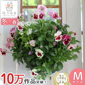 pW[rĨnMOoXPbg 񂹐A [V[g] MTCY Vv| t[Mtg a v[g   H~ A  K[fjO t[ oXPbg