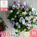 【楽天スーパーセール★エントリー3商品購入でP10倍】ビオラのハンギングバスケット 花うるる 寄せ植え [パステルリバー] Mサイズ シンプル| 玄関 フラワーギフト 誕生日 プレゼント 女性 母 花 おしゃれ 鉢植え 鉢花 フラワー 屋外 ギフト 生花 鉢 贈り物 セット