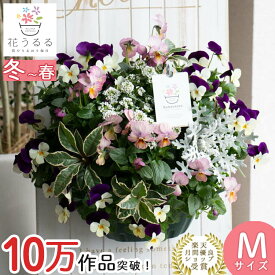 ビオラのハンギングバスケット 寄せ植え [ラズベリー] Mサイズアレンジ | 玄関 フラワーギフト 誕生日 プレゼント 女性 母 花 結婚記念日 おしゃれ 新築祝い 合格祝い 退職祝い 春 鉢植え 鉢花 ガーデニング フラワー 屋外 ギフト 寄植え 生花 鉢 贈り物 3月 卒業祝い