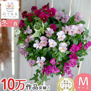 rĨnMOoXPbg Ԃ 񂹐A [[Yo[] MTCY Vv |  t[Mtg a v[g     Vzj A  K[fjO t