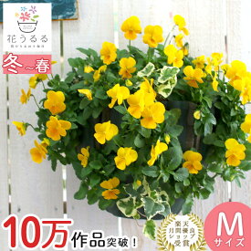 ビオラのハンギングバスケット 花うるる 寄せ植え [イエロー] Mサイズ シンプル | 玄関 フラワーギフト 誕生日 プレゼント 女性 母 花 おしゃれ 新築祝い 鉢植え 鉢花 ガーデニング フラワー 屋外 ギフト 寄植え 生花 鉢 贈り物 セット 苗 秋 冬 11月 12月 お花 お祝い