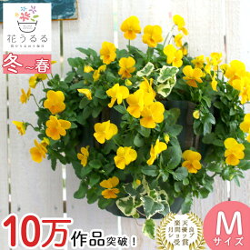 ビオラのハンギングバスケット 寄せ植え [イエロー] Mサイズ シンプル | 玄関 フラワーギフト 誕生日 プレゼント 女性 母 花 結婚記念日 おしゃれ 新築祝い 合格祝い 退職祝い 春 鉢植え 鉢花 ガーデニング フラワー 屋外 ギフト 寄植え 生花 鉢 贈り物 3月 卒業祝い