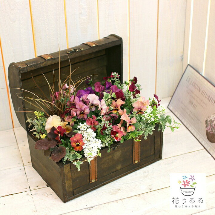 楽天市場 送料無料 おまかせプレミア寄せ植え In トレジャーbox Mサイズ 寄せ植え ギフト 玄関 鉢植え セット 冬 春 新築祝い フラワーギフト 誕生日 プレゼント 女性 友人 40代 50代 60代 70代 80代 花 結婚記念日 おしゃれ 卒業 ギャザリング ビオラ パンジー