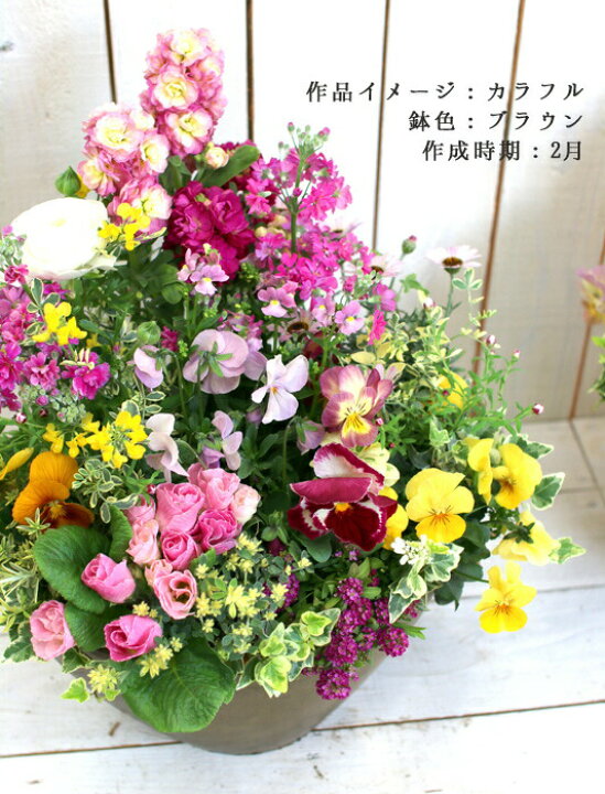楽天市場】ありきたりな寄せ植えに満足できない方へ [花うるる 