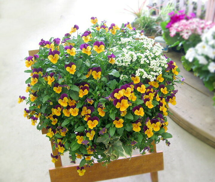 楽天市場 送料無料 ビオラのハンギングバスケット寄せ植え オレンジジャンプアップ シンプル 開花期 今から初夏まで ハンギング 寄せ植え 秋 春 冬 セット ギフト 花 フラワー寄植え ガーデニング フェンス プランター 花うるる 花でうるおう毎日