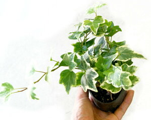 y1̔z yǊz OACr[ci2.5`3|bg)*i񂹐AEx_K[fEĉԒdE 񂹐Aj