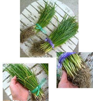 楽天市場 苗 種子 果樹 野菜苗 憧れの家庭菜園を始めよう たまねぎ苗 秋冬に植えて初夏収穫 花うるる 花でうるおう毎日