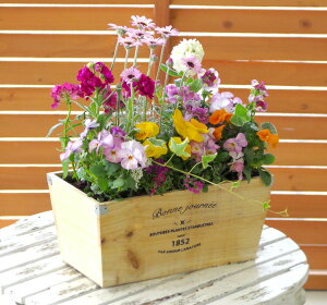 花 寄せ植え 春の人気商品 通販 価格比較 価格 Com