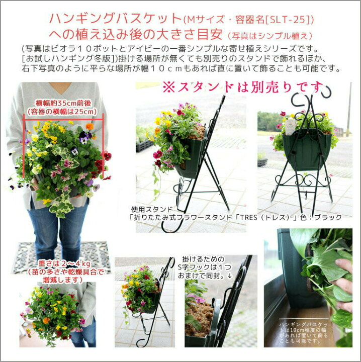 楽天市場 送料無料 ビオラのハンギングバスケット寄せ植え アクアブルー シンプル 開花期 今から５月まで ハンギング 寄せ植え ギフト 花 フラワー 誕生日 プレゼント 寄植え ガーデニング フェンス プランター 花うるる 花でうるおう毎日