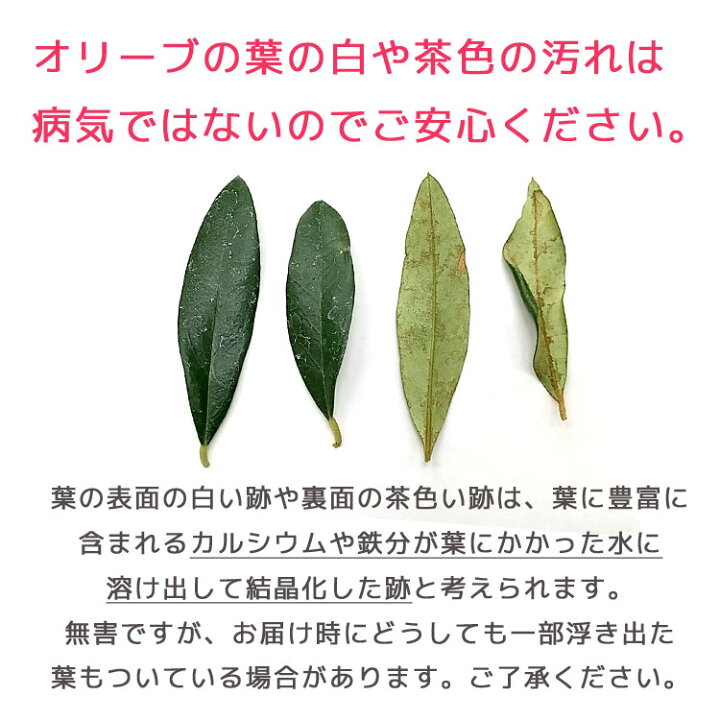 楽天市場 訳あり商品 現品売りつくし オリーブの木 6号鉢 高さ80 110cm前後 オリーブの木 販売 苗木 観葉植物 鉢植え ガーデニング 観葉 花うるる 花でうるおう毎日