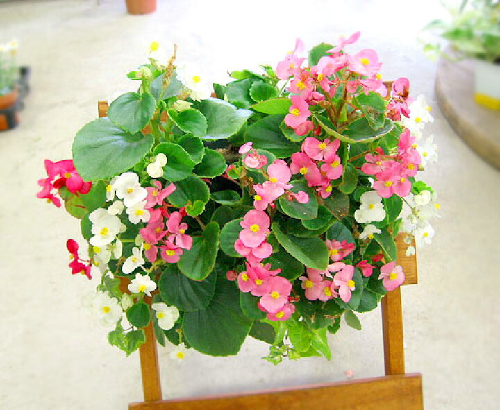 楽天市場 ベゴニアのハンギング寄せ植え ピーチ シンプル 開花期間 春から晩秋まで 玄関 寄せ植え 春 寄せ植え セット ギフト 花 寄植え 鉢植え 壁掛け ハンギング 春 夏 通販 花うるる 花でうるおう毎日