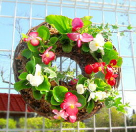 楽天市場 鉢植え 玄関 花の通販