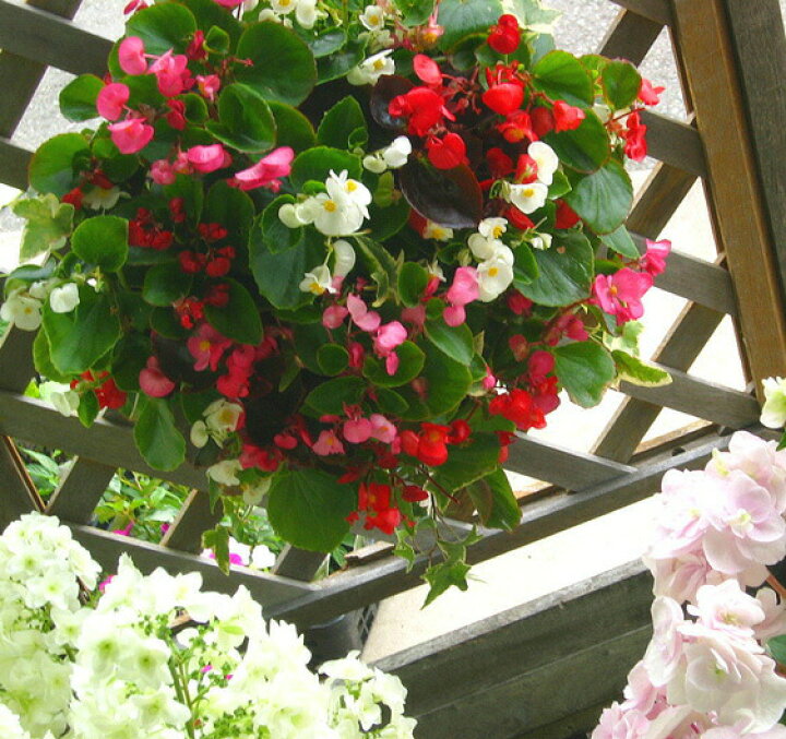 楽天市場 Lサイズ ベゴニアのハンギング寄せ植え Lサイズ Mix 開花期間 春から晩秋まで 玄関 寄せ植え 春 寄せ植え セット ギフト 花 玄関 寄植え 鉢植え 壁掛け ハンギング 春 夏 通販 花うるる 花でうるおう毎日