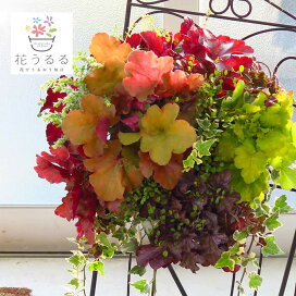 楽天市場 期間限定 ハンギングバスケットの寄せ植え ヒューケラmix 宿根草だからコスパ抜群 宿根 ヒューケラ ライム 寄せ植え ハンギングバスケット 春 夏 秋 冬 屋外 玄関 ギフト ガーデニング セット 誕生日 限定 新築祝い 花うるる 花でうるおう毎日