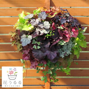 花 寄せ植え ギフトの人気商品 通販 価格比較 価格 Com
